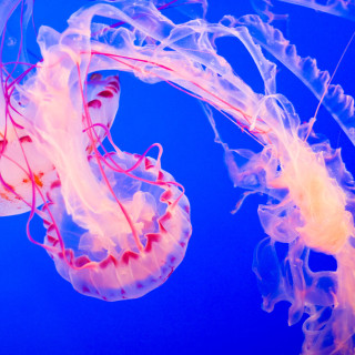 jellyfish1